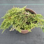 Borievka rozprestretá (Juniperus horizontalis) ´PANCAKE´ -  ø 5-10 cm, kont.C2L